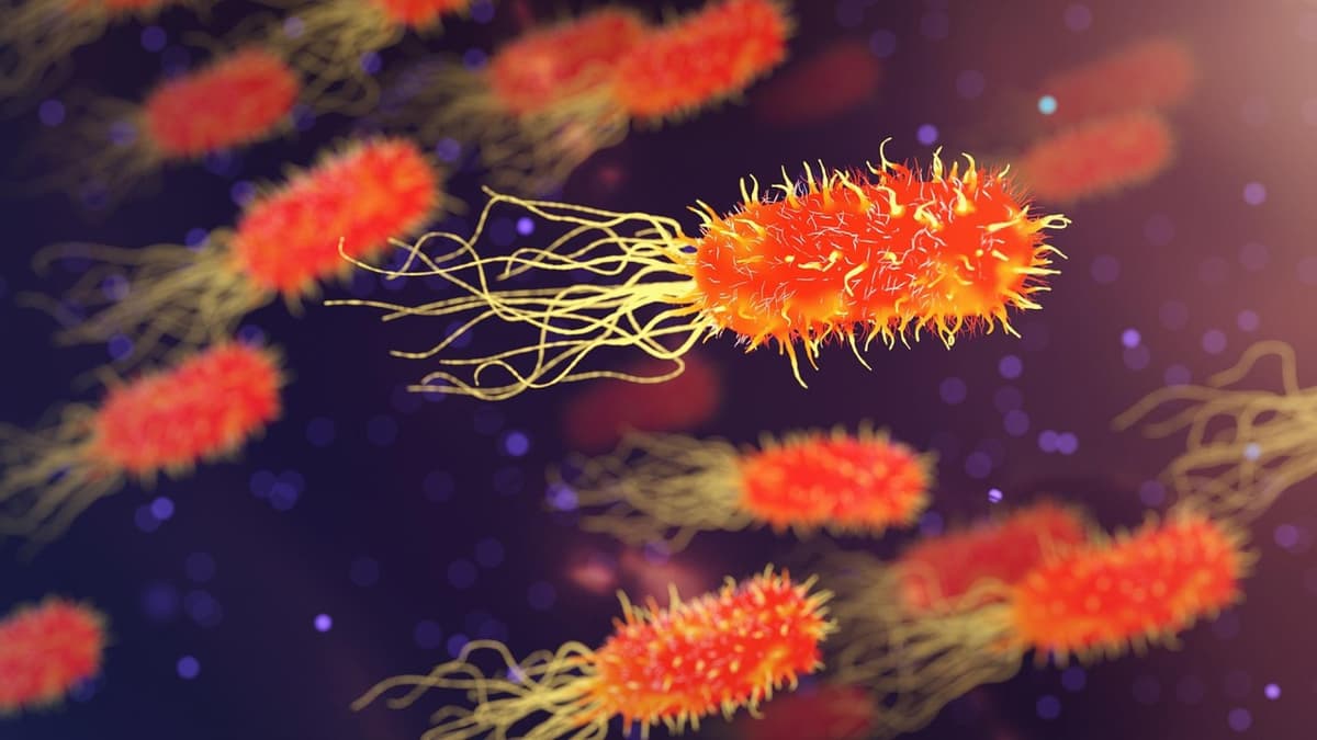 Immunsystem Bakterien