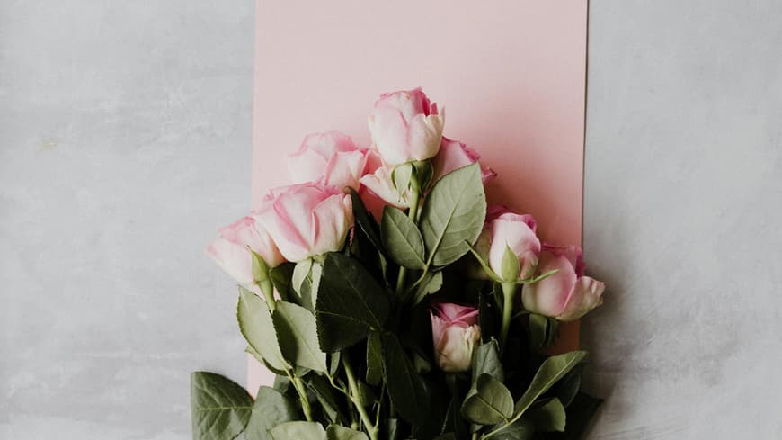 Rosafarbene Rosen