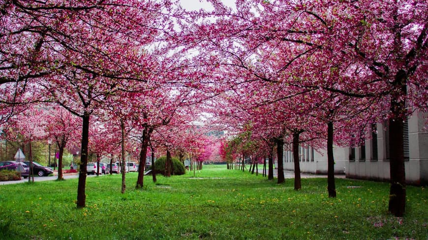 Kirschblüte