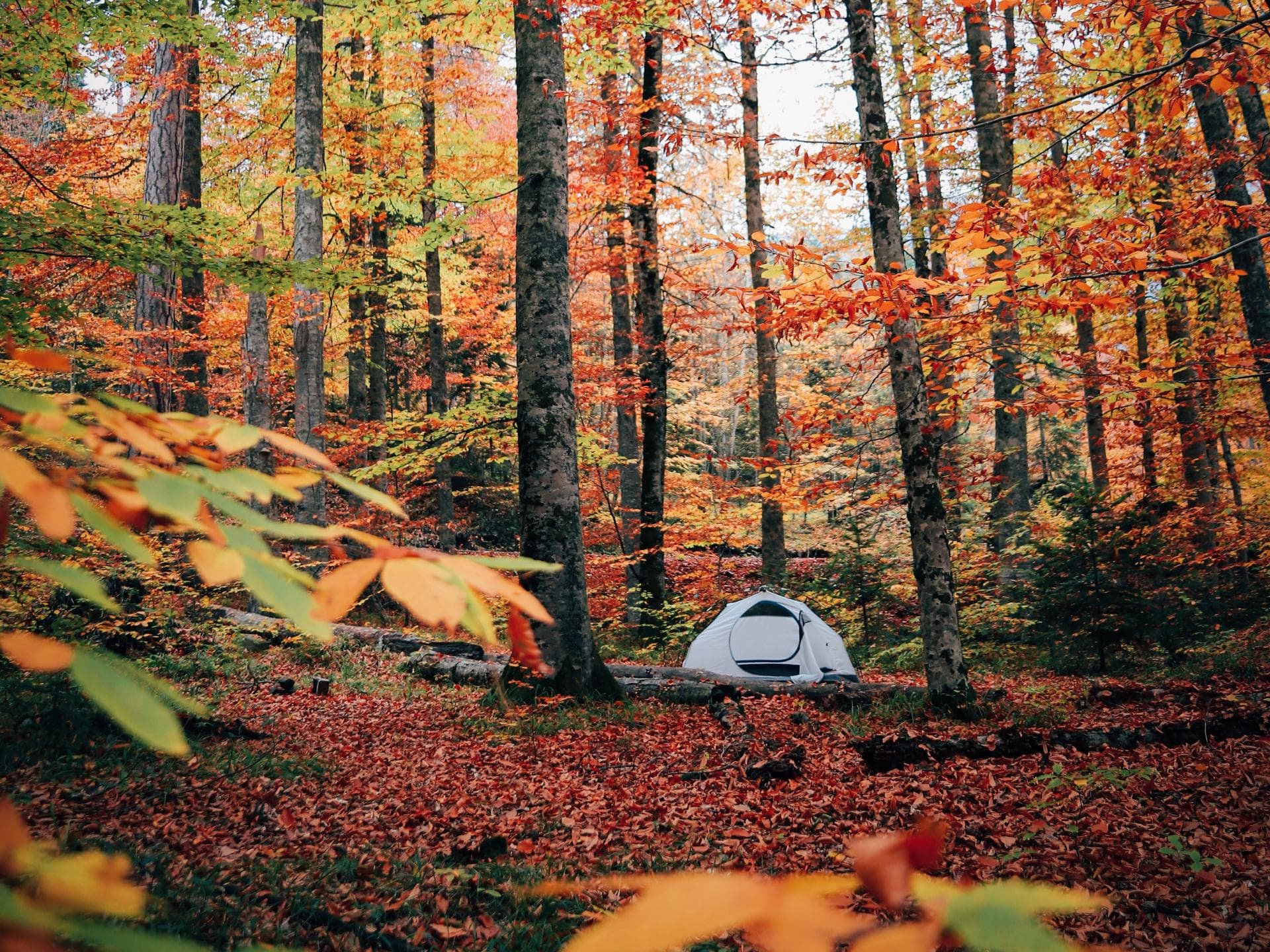 Zelt im Wald