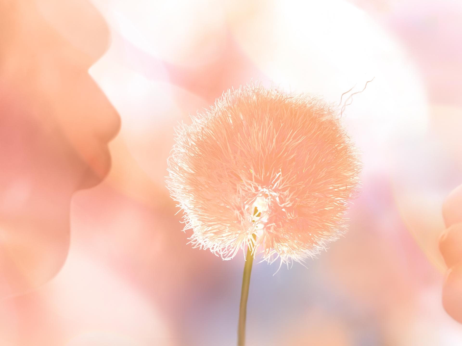 Peach Fuzz