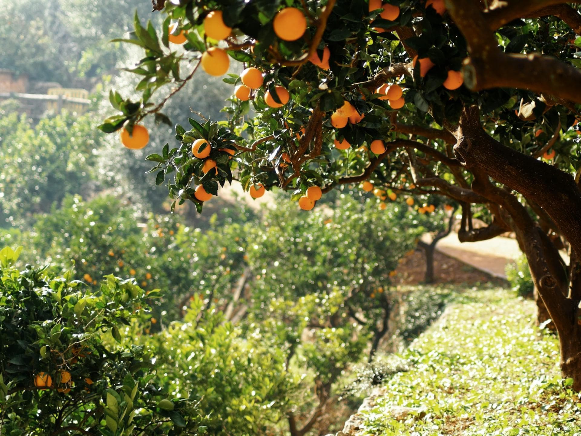 Wanderung Mallorca Tipp Wanderung Mallorca Tipp