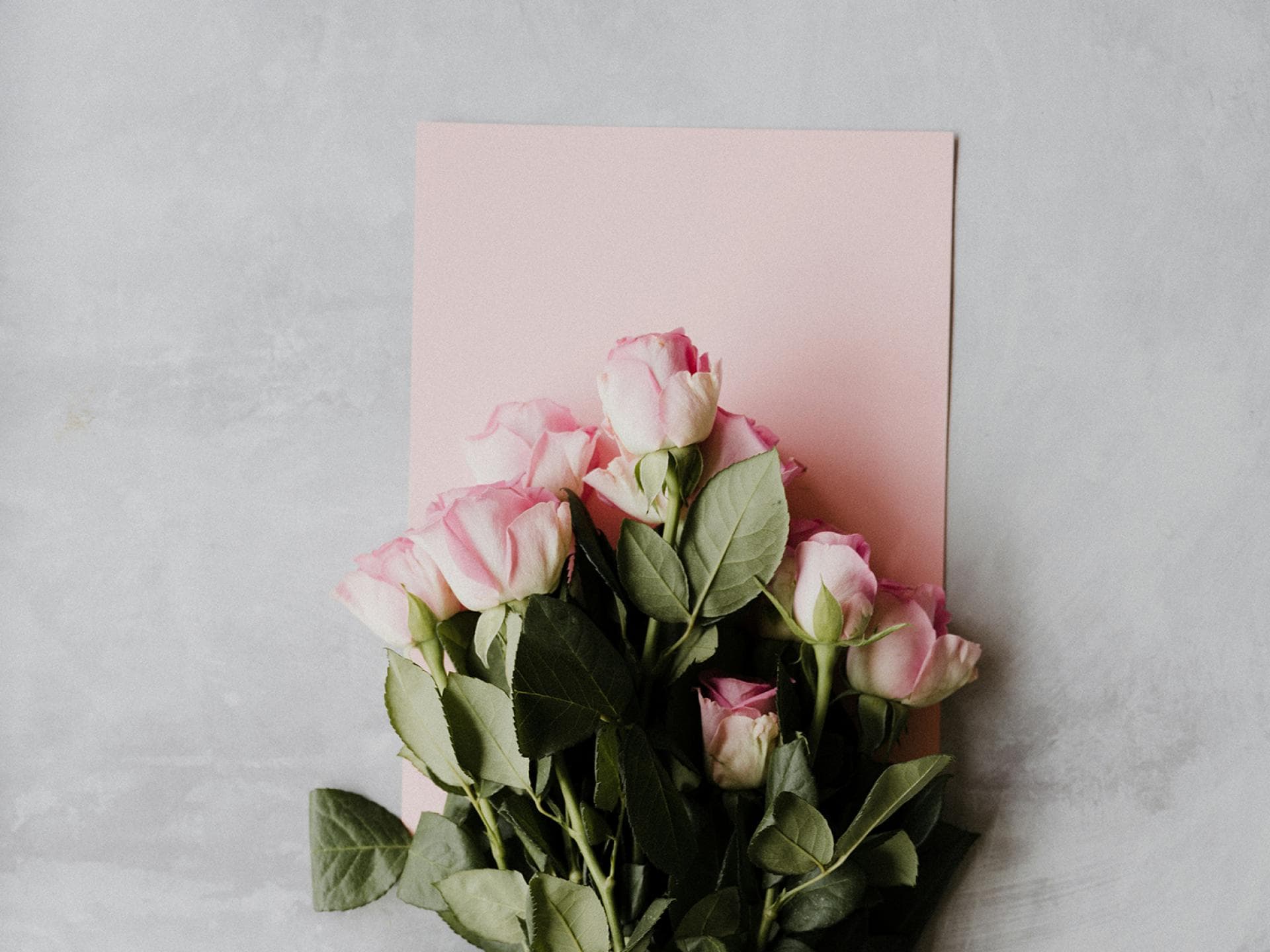 Rosafarbene Rosen Rosafarbene Rosen