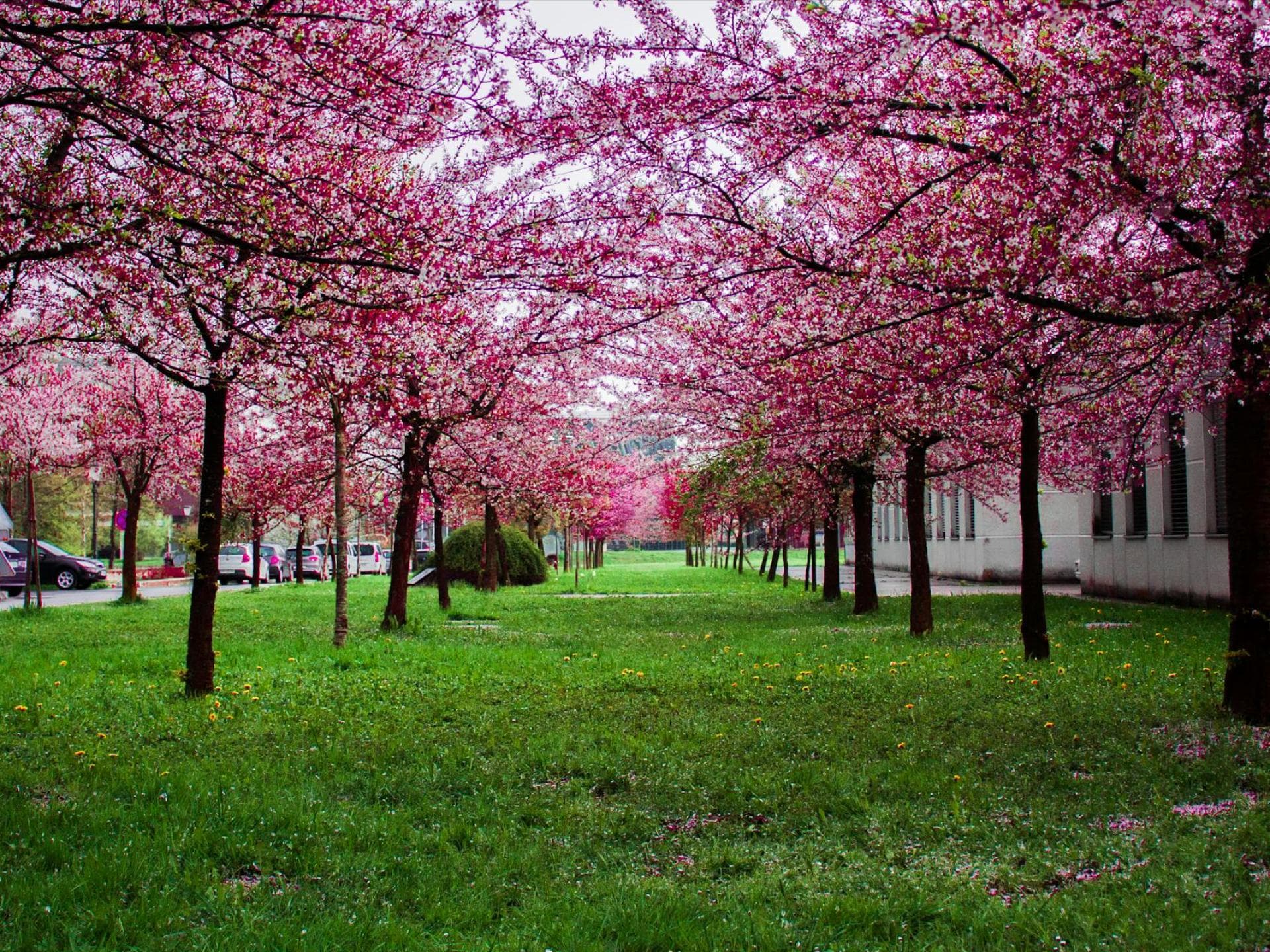 Kirschblüte