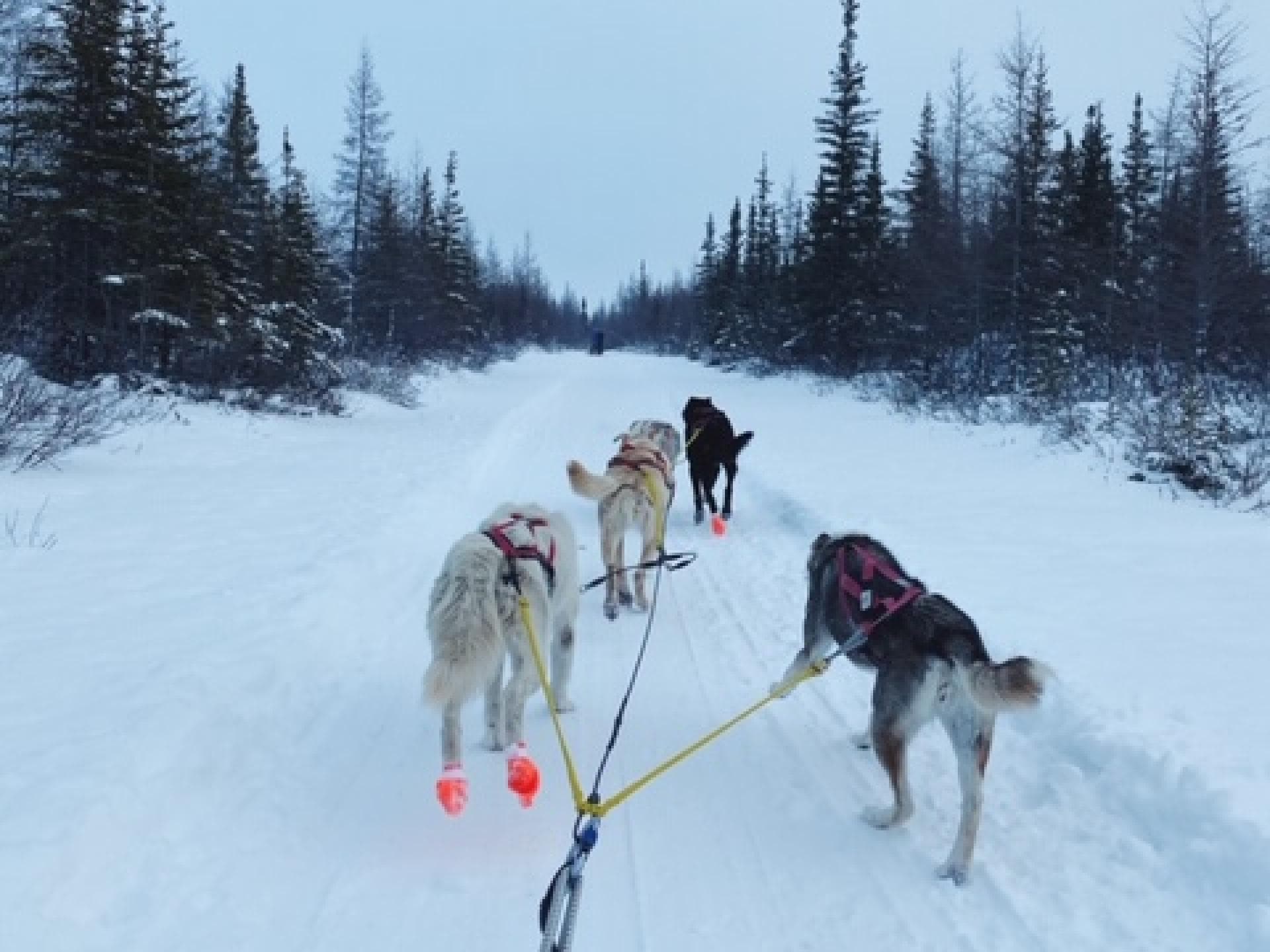 Schlittenhund-Fahren-Arktis