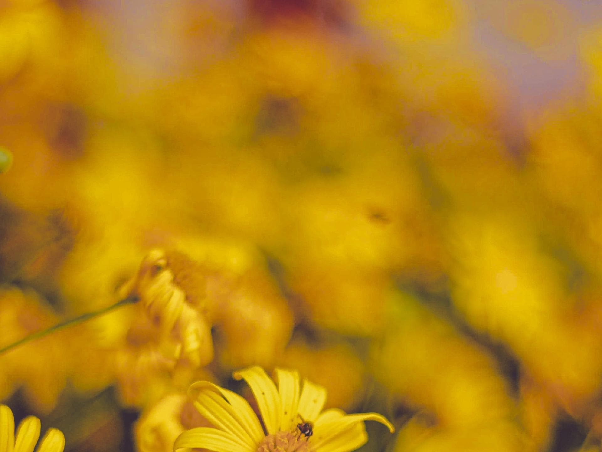 Blütenpollen sind das neue Superfood und das sind ihre Vorzüge
