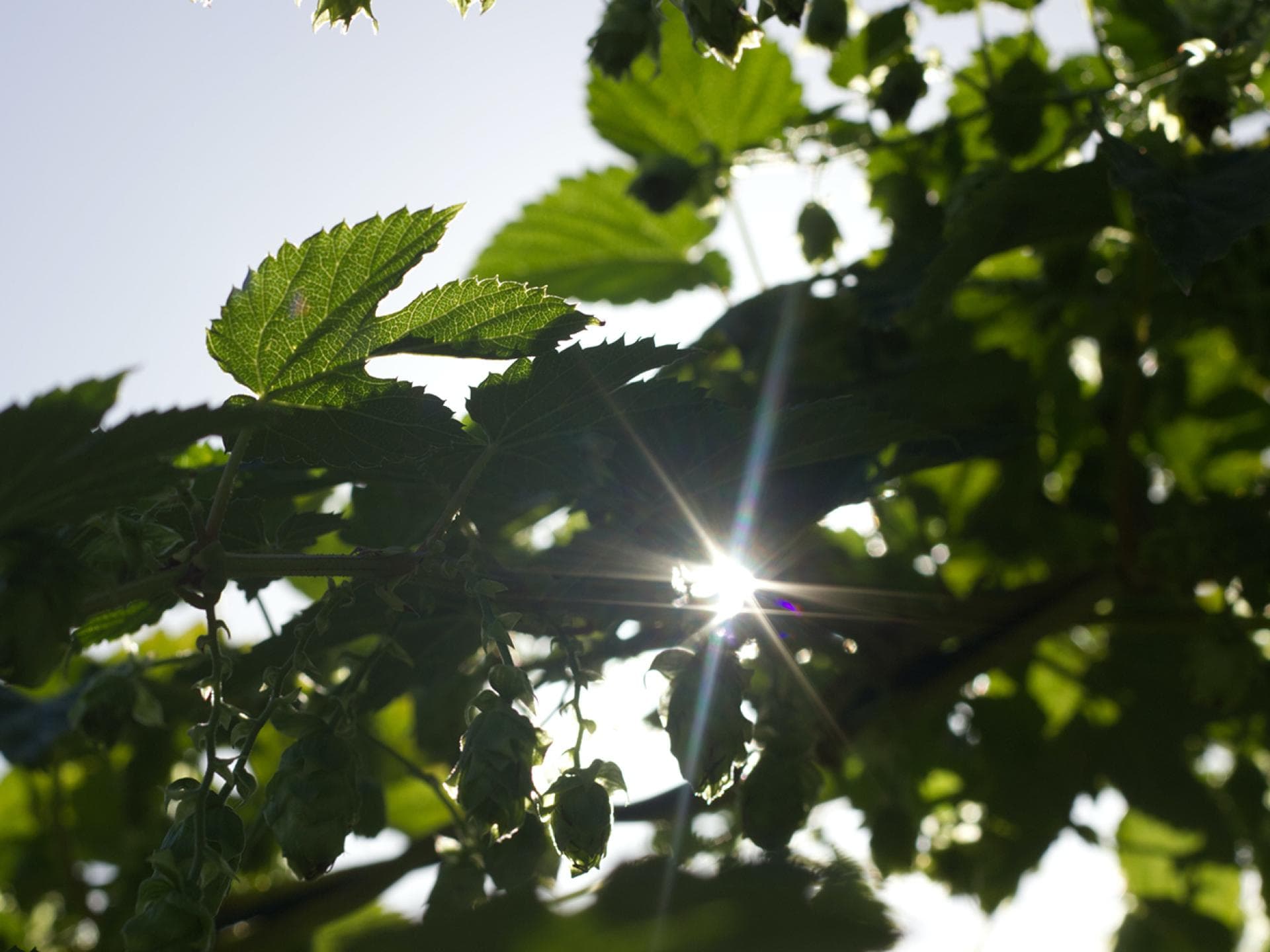 Grüne Blätter wehen im Wind
